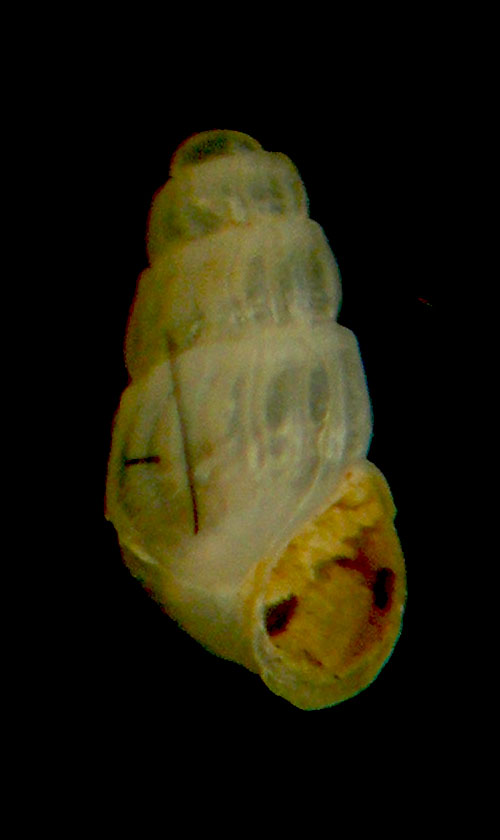 chrysallida flexuosa